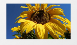 葵花视频,探索生活美好瞬间，记录时代印记